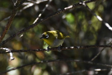 Cape White-Eye Bird (Zosterops pallidus) Merakla Bakıyor, Plettenberg Körfezi, Güney Afrika