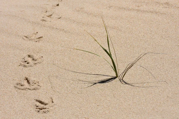 Hot Summer Sand Con Tracce Uccelli Erba Mossel Bay Sud — Foto Stock
