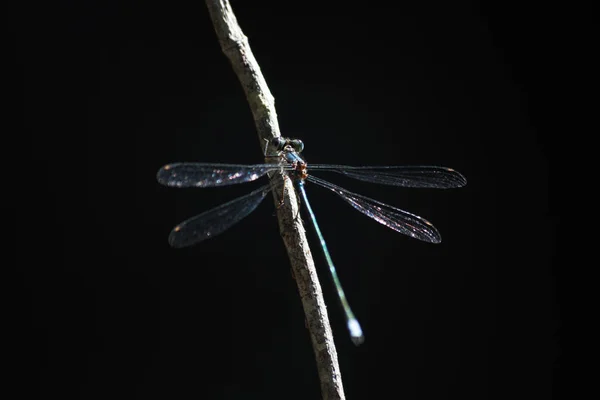 Blassblättrige Spreizlibelle Lestes Pallidus Auf Einem Zweig Limpopo Südafrika — Stockfoto