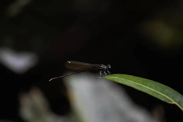 Gold Tail Damselfly Allocnemis Leucosticta Perched Leaf Tip Limpopo South — Stock Photo, Image