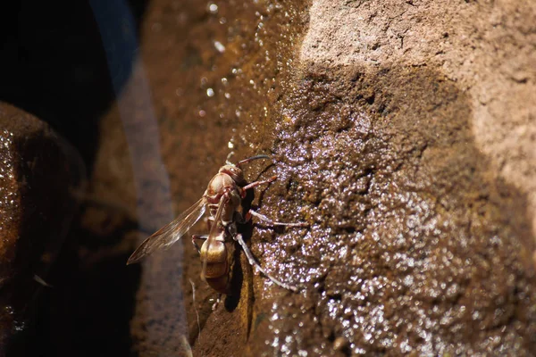 Golden Hornet Vespa Drinking Riverside Rock Limpopo South Africa — Stock Photo, Image