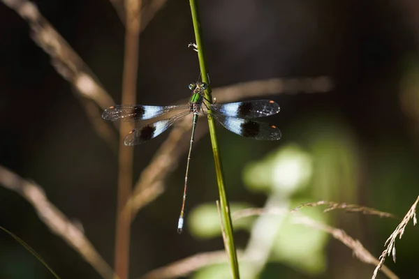 Damselfly Malaquita Montaña Chlorolestes Fasciatus Tallo Hierba Limpopo Sudáfrica —  Fotos de Stock