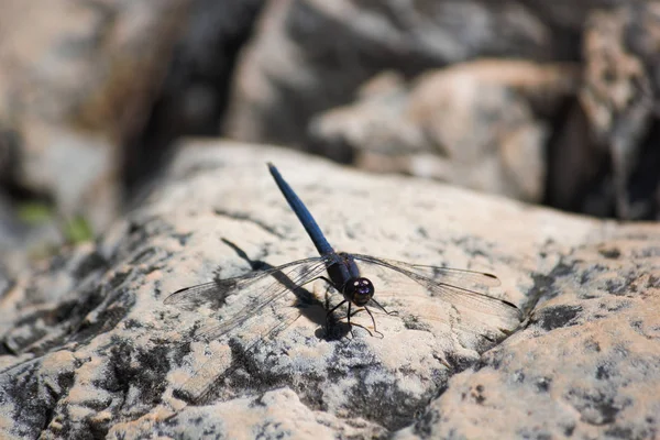 Navy Dropwing Dragonfly Trithemis Furva Riverside Rock Limpopo Sydafrika — Stockfoto