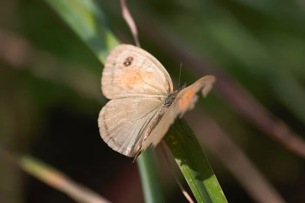 Meadow Brown Butterfly Blade Grass Maniola Jurtina Limpopo South Africa — Stock Photo, Image