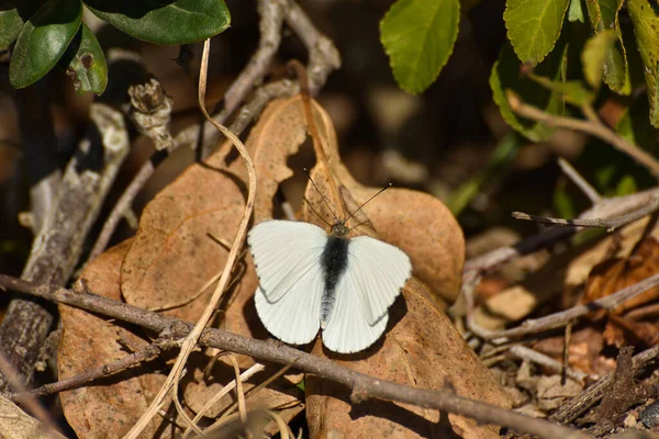 Αφρικανική Μικρή Λευκή Πεταλούδα Groundcover Dixeia Charina Charina Mossel Bay — Φωτογραφία Αρχείου