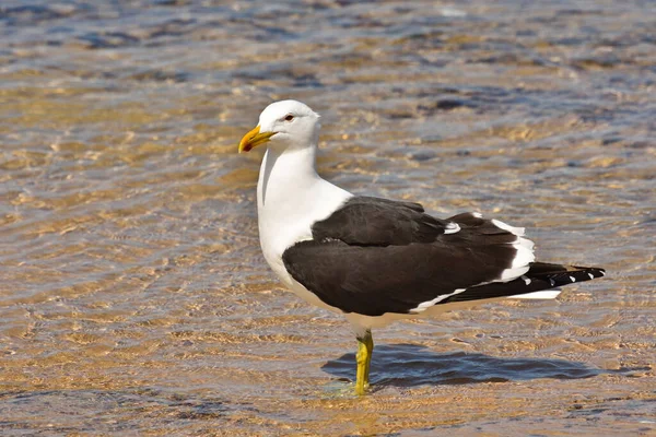 Kleine Zwarte Meeuw Staand Het Water Larus Fuscus Mosselbaai Zuid — Stockfoto