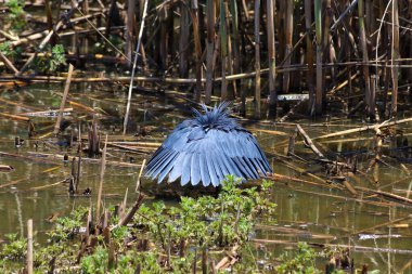 Göldeki Kara Akbalıkçıl Kuşu (Egretta ardesiaca), Pretoria, Güney Afrika