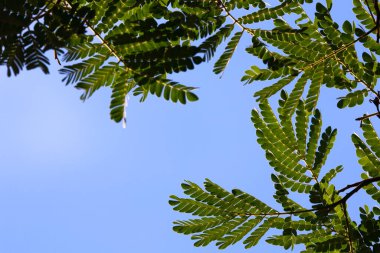 Doğal Afrika Düz Taç Yaprakları ve Mavi Gökyüzü (Albizia adianthifolia), Pretoria, Güney Afrika