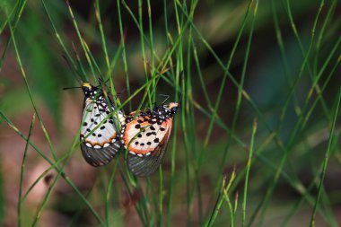 Bahçe Acraea Kelebekleri Çiftleşmesi (Acraea horta), George, Güney Afrika
