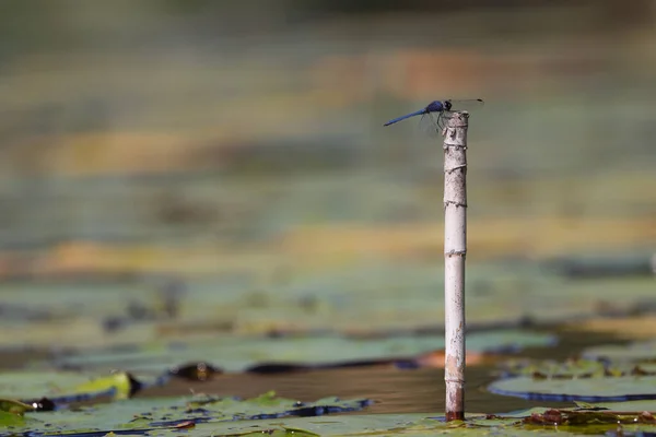 Dragonfly Dorsal Dropwing Perché Sur Reed Tip Trithemis Dorsalis Groot — Photo