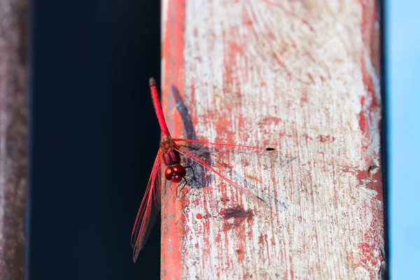 Červené Žíly Kapající Vážky Namalované Paprsek Trithemis Arteriosa Groot Marico — Stock fotografie