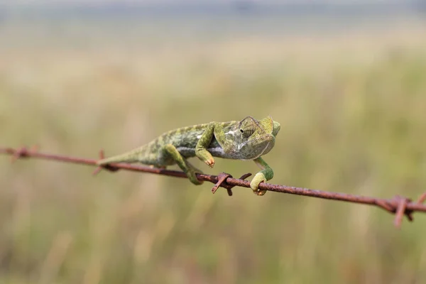 Flap Necked Chameleon Navigating Barbed Wire Chamaeleo Dilepis Groot Marico — Stock Photo, Image