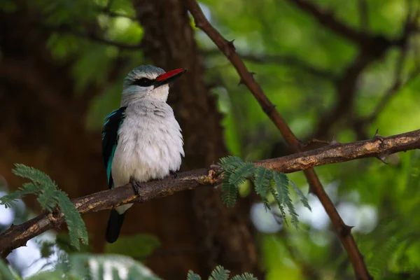 Woodland Eisvogel Ruffling Feathers Tree Halcyon Senegalensis Pretoria Südafrika — Stockfoto