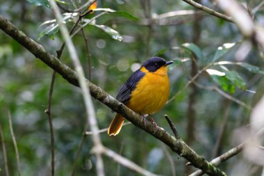 Koro Şefi Sohbet Kuşu Ormana Tüymüş (Cossypha dichroa)