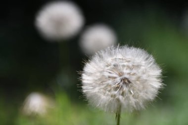 Saf doğa ellerinde. 