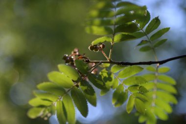 Saf doğa ellerinde. 