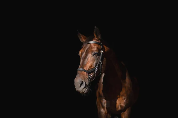 Портрет Лошади — стоковое фото