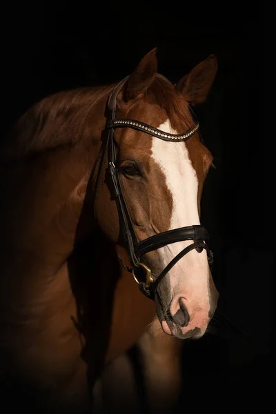Portrét Koně — Stock fotografie