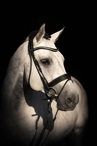 Ritratto Del Cavallo — Foto Stock