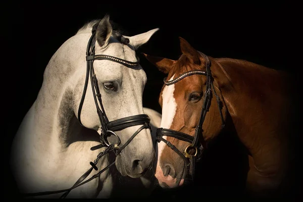 Retrato Cavalo — Fotografia de Stock