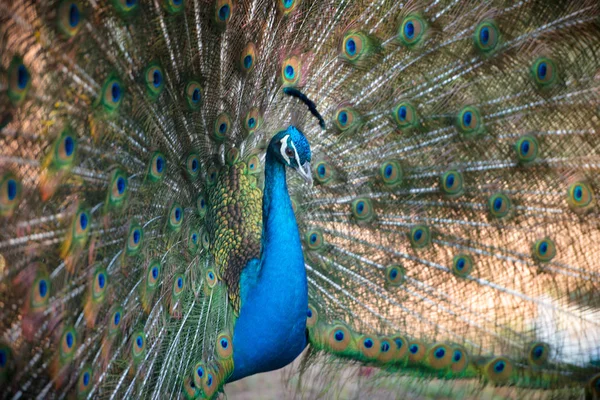 Pavão Incrível Natureza Selvagem — Fotografia de Stock