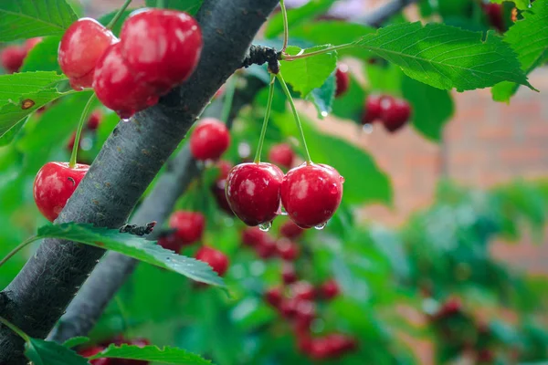 olgun tatlı kiraz ağacı