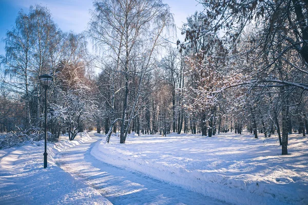 Día Soleado Parque Futuro Jardín Invierno Moscú Rusia — Foto de Stock