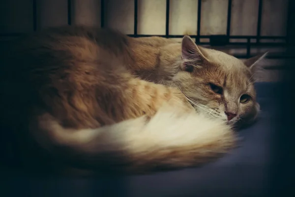 Gato Enjaulado Abrigo Parecendo Triste Imagens Royalty-Free