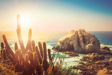 Şili 'de gün batımında Pasifik Okyanusu kıyısında ön planda kaktüsleri olan Rocky Adası