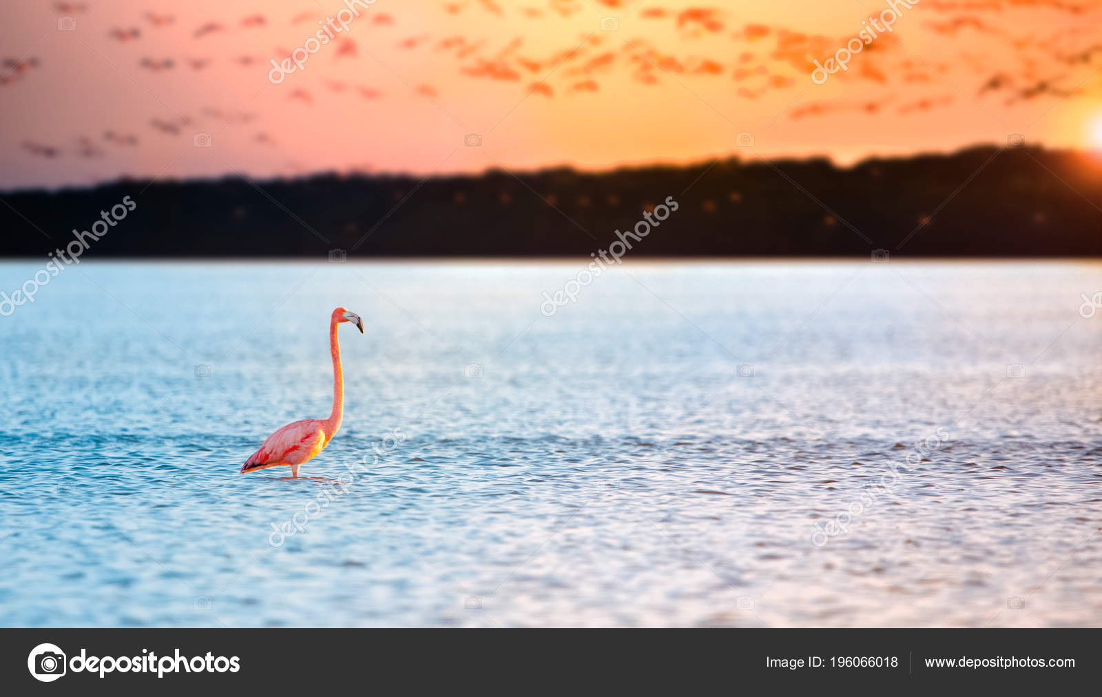 Pink Flamingo Lake Stock Photo by ©jdross75 196066018