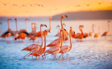güneşin altında pembe flamingolar