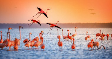 güneşin altında pembe flamingolar