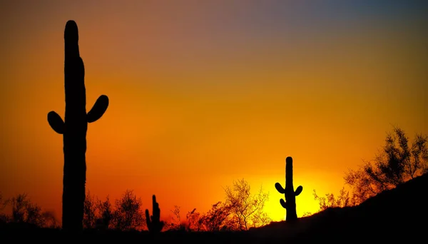 Arizona Zonsondergang Met Cactus — Stockfoto