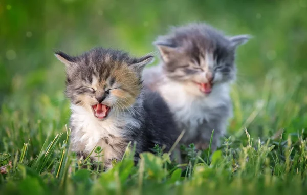 两只小猫在草丛中欢笑 — 图库照片