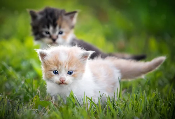 Two Kittens Int Grass — Stock Photo, Image