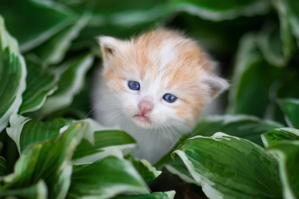 Gatito Rodea Por Verde —  Fotos de Stock