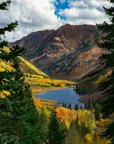 Colorado Bells Marron Été — Photo