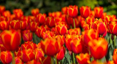 Bahçe arka planında bahar laleleri çiçek açar