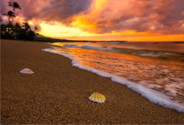 Puesta Sol Hawaiana Con Conchas Puesta Sol — Foto de Stock