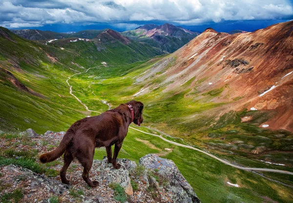 Hond Staande Bergen Van Colorado — Stockfoto
