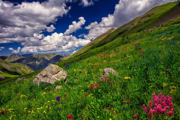 Montagnes Colorado Avec Fleurs Printanières — Photo