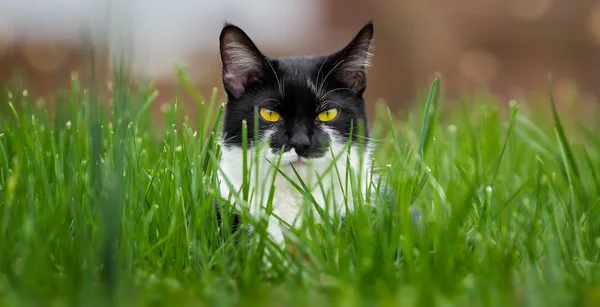 Cute Black White Color Cat Sitting Green Grass — Stock Photo, Image