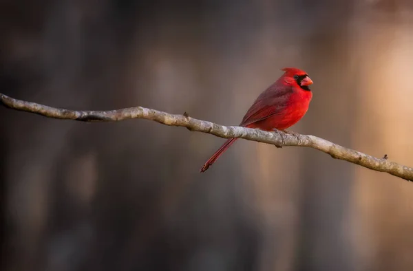 Red Little Bird Sitting Wooden Branch Wooden Background — Stock Photo, Image