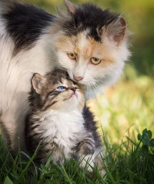 Madre Gato Con Pequeño Joven Gatito Sentado Hierba —  Fotos de Stock