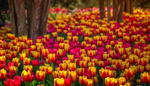 Lente Tulpen Bloesem Tuin Achtergrond Stockfoto