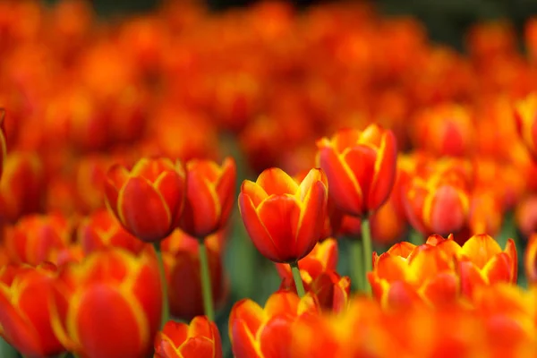 Весняні Тюльпани Цвітуть Садовому Фоні Стокова Картинка