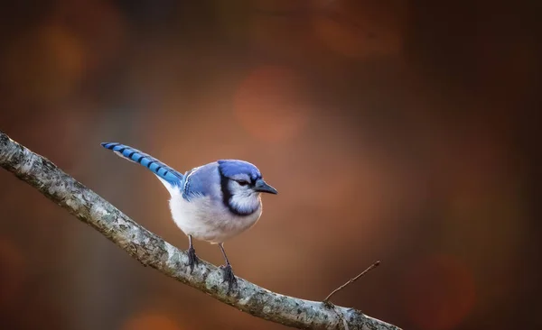 Blauer Kleiner Vogel Sitzt Auf Hölzernem Ast Auf Hölzernem Hintergrund Stockbild