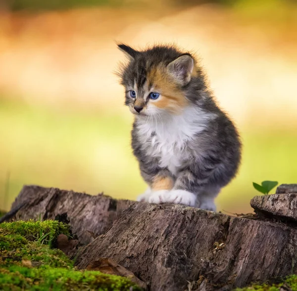 Niedliche Kleine Tricolor Kätzchen Sitzen Auf Holzstumpf Auf Garten Stockbild