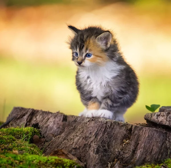 Schattig Klein Driekleurig Katje Zittend Houten Stompje Tuin Stockfoto