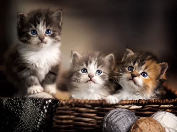 Drie Kleine Schattige Kittens Houten Mandje Met Wollen Bolletjes Rechtenvrije Stockafbeeldingen